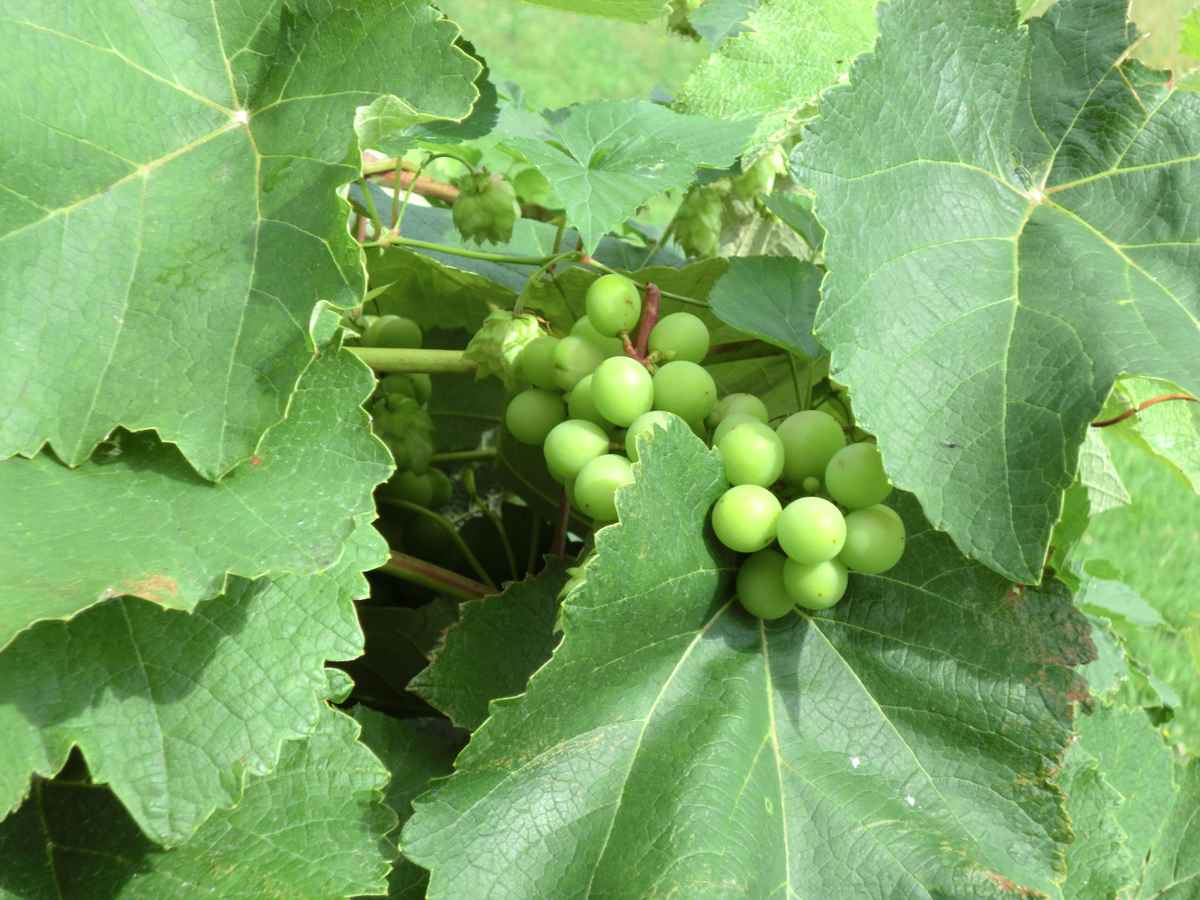 Weinlese