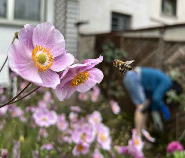 Herbst-Anemone mit Biene im Anflug