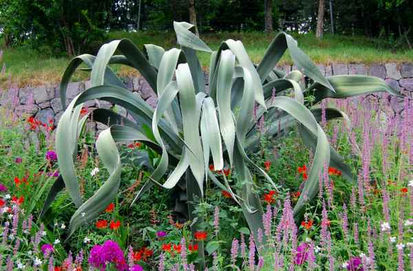 grüner Krake im Blumenbeet