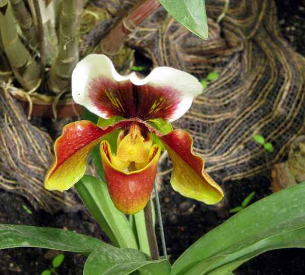 Orchidee