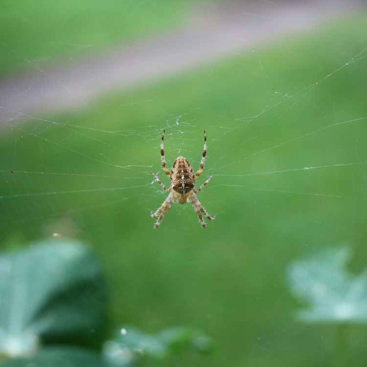 Spinne01