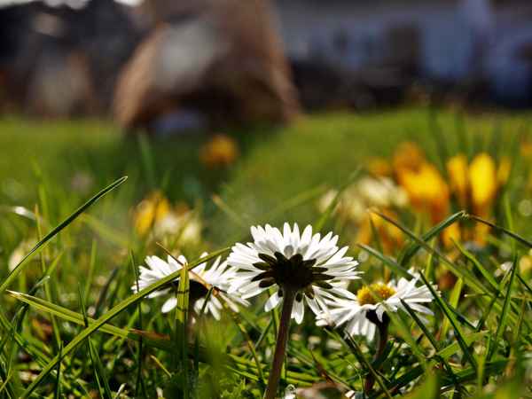 Erste Sonne-erste Blüten