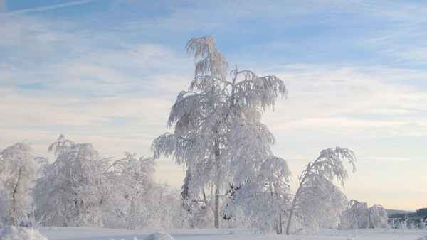 Birken in Raureif und Schnee