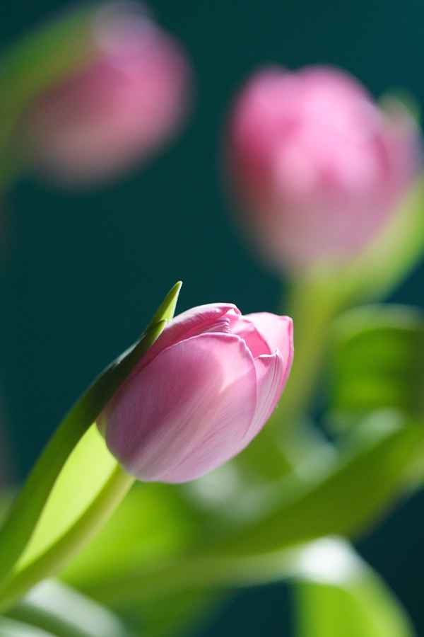 Tulpenblüte