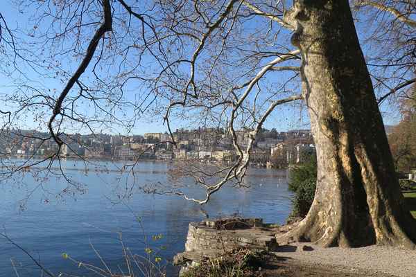 Lugano durch die Äste gesehen