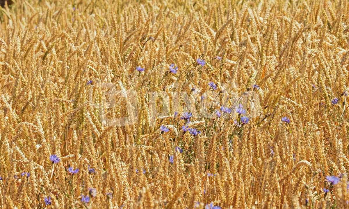 korn und blumen