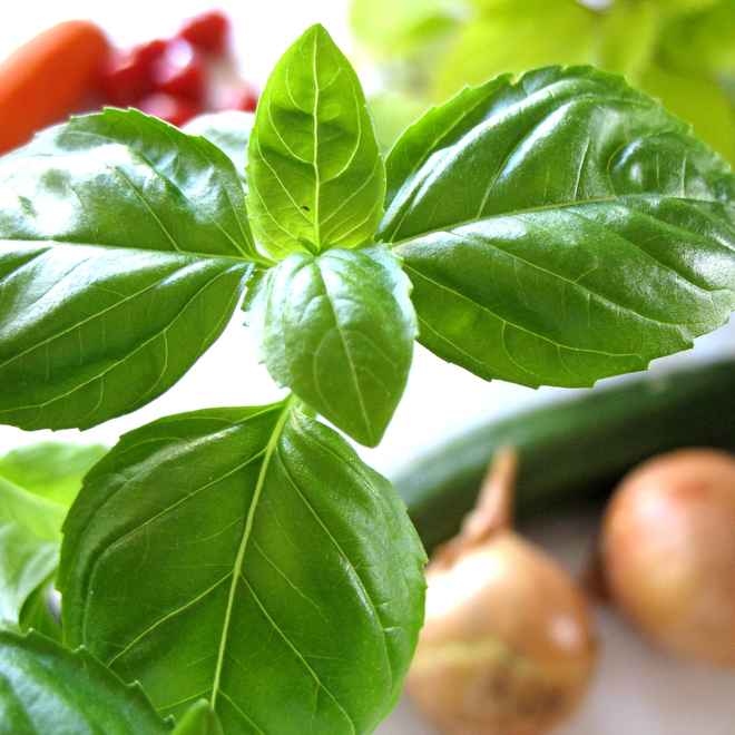 Basilikum (nur redaktionelle Nutzung)
