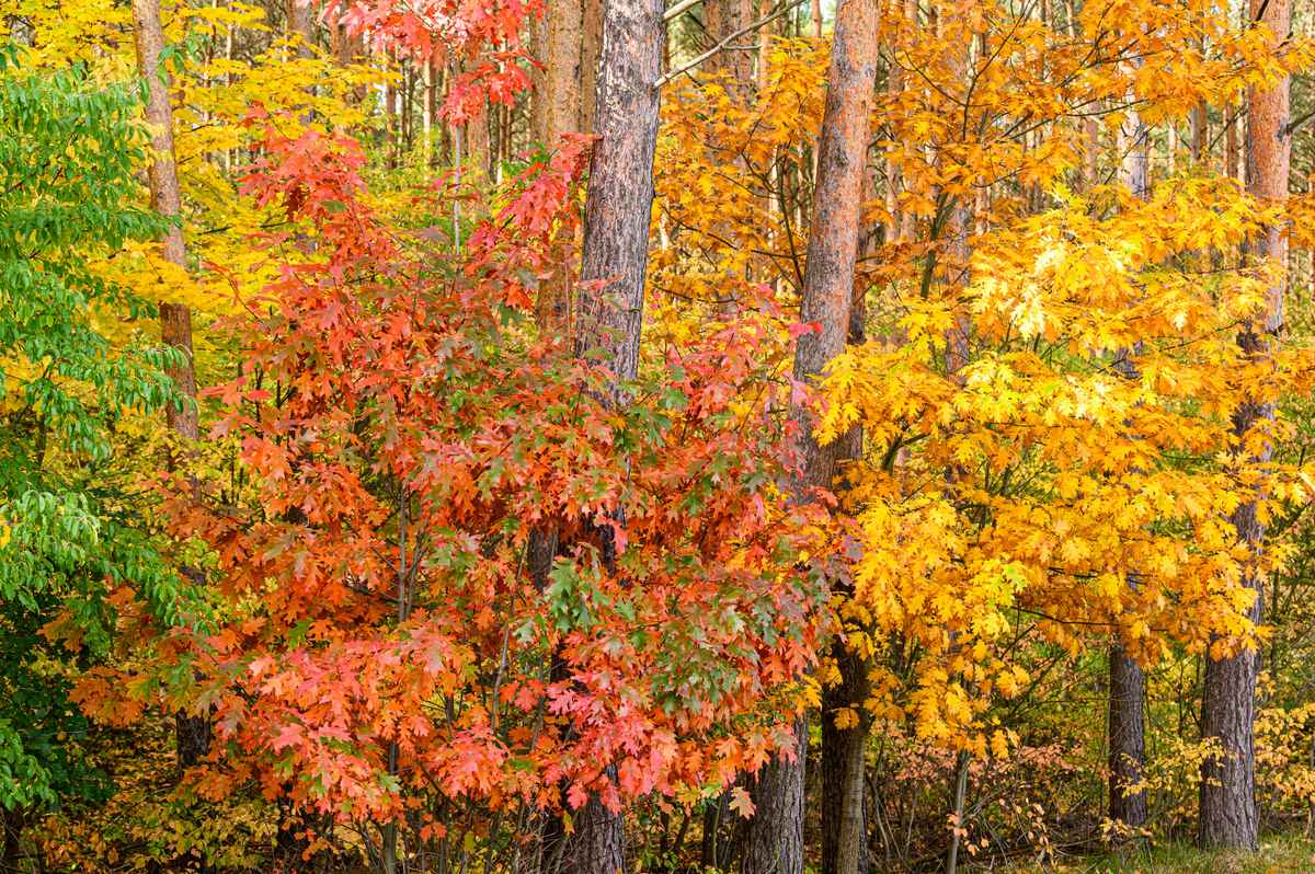 Der Herbst als Maler