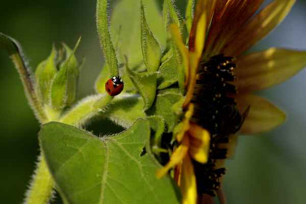 unsere schöne Natur 12