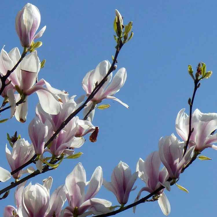 Magnolienzweige