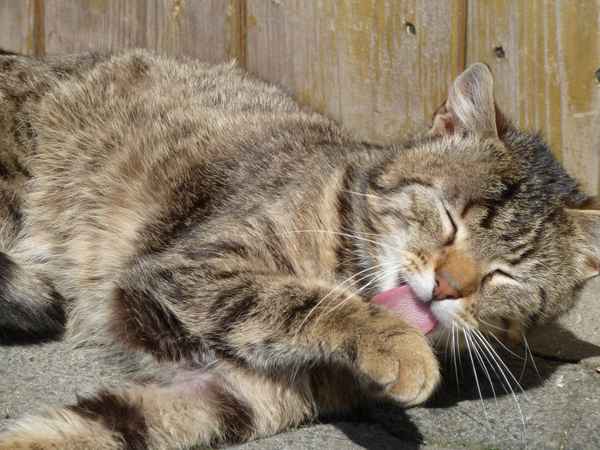 Katzenwäsche