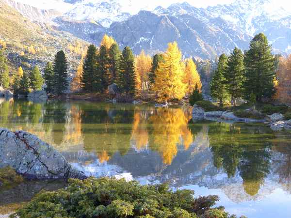 Lärchen im Herbst am See