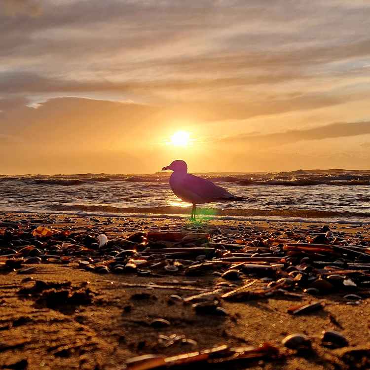 Moewe im Licht der untergehenden Sonnen