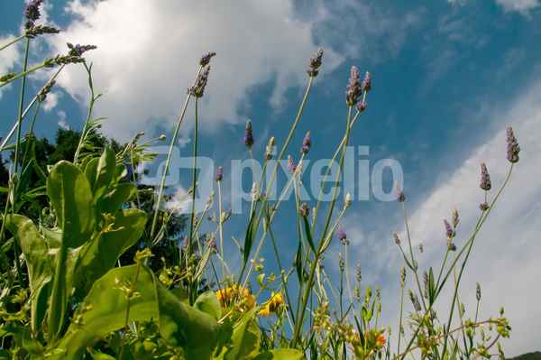 Sommerwiese