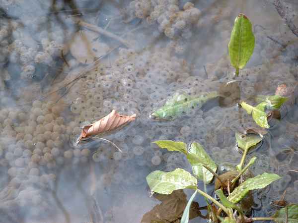 Froschlaich 2