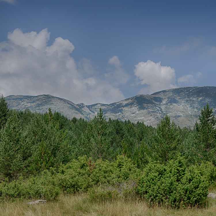 Blidinje