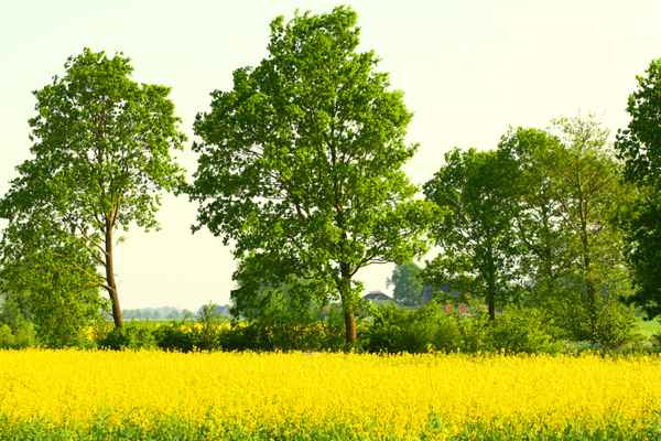 Blick übers Rapsfeld