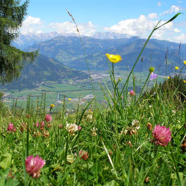 Bergwiese mit Blick auf Zell am See
