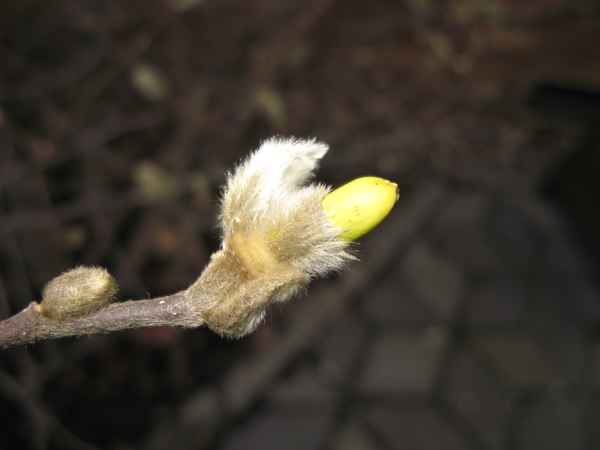 Erstes Frühlingsblinzeln