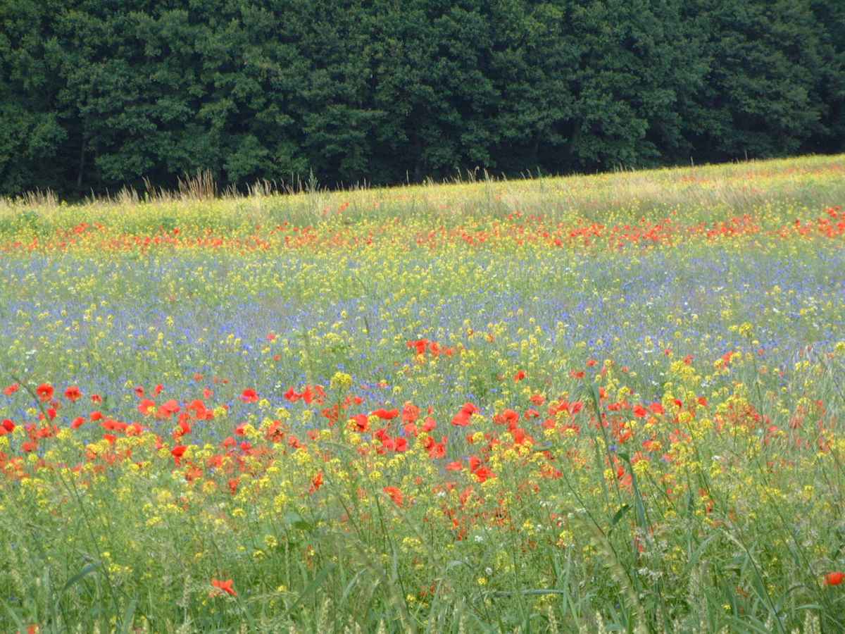 Blumenwiese