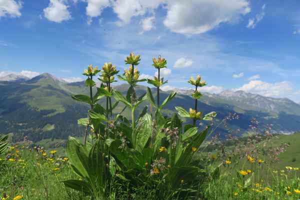 Alpine Bluetenpracht