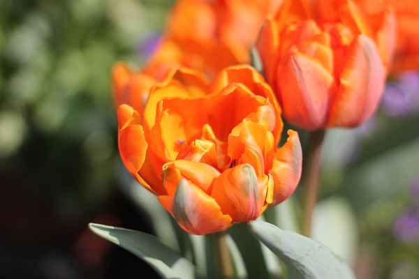 leuchtende Tulpen