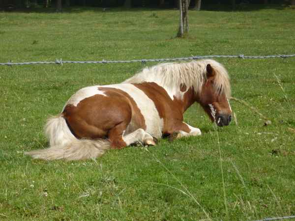 Klasse   Pferd