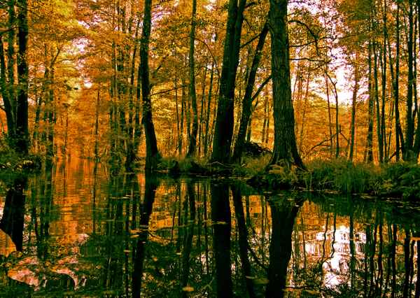 eine_Fahrt_ins_Gelbe
