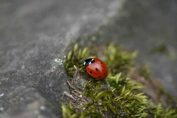 Einsamer Glücksbringer