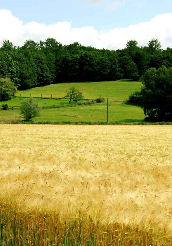 Waldesrand im Sommer