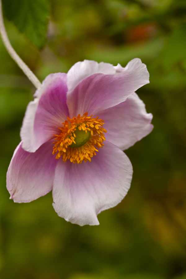 Blick in den Garten 1