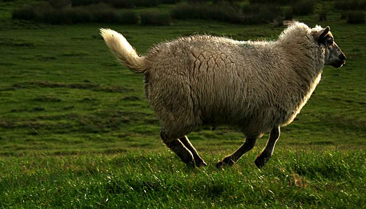 Hüpfendes Schaf