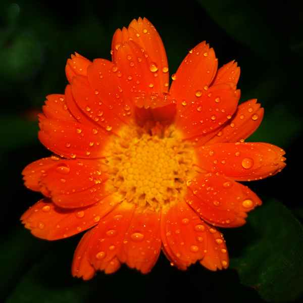 Ringelblume mit Tropfen