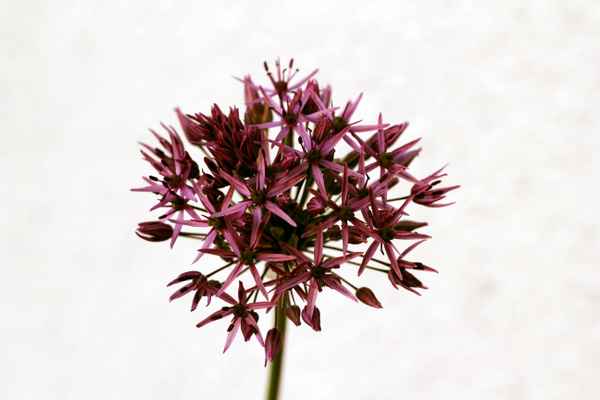 Allium