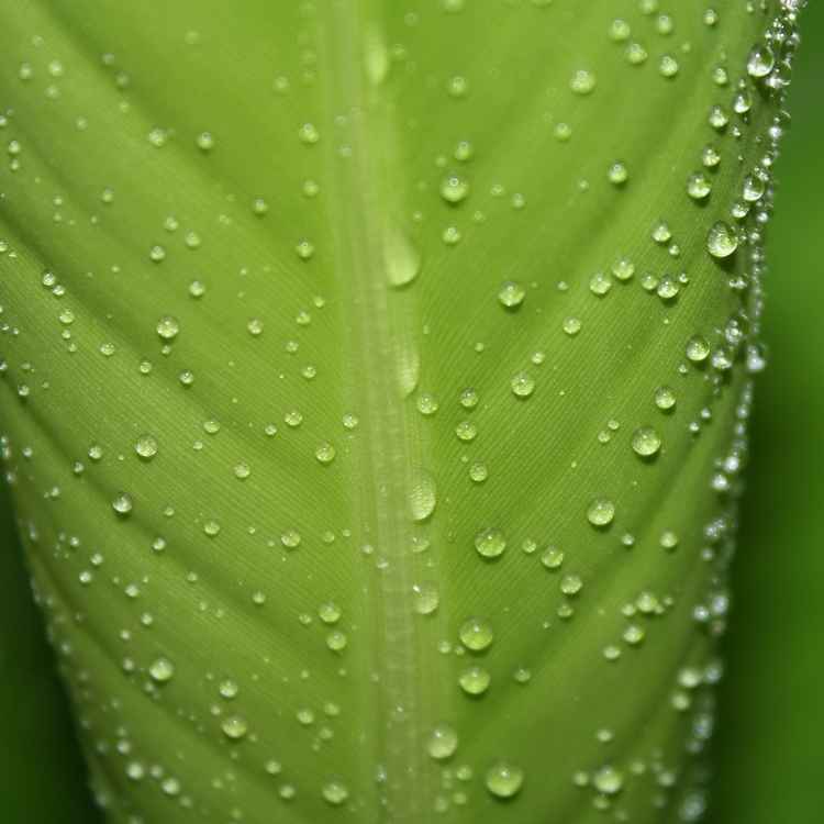 Water Drops on Green Plant