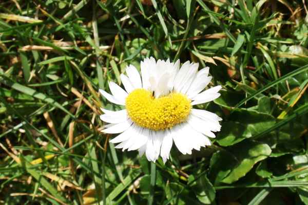 Herzensblümchen