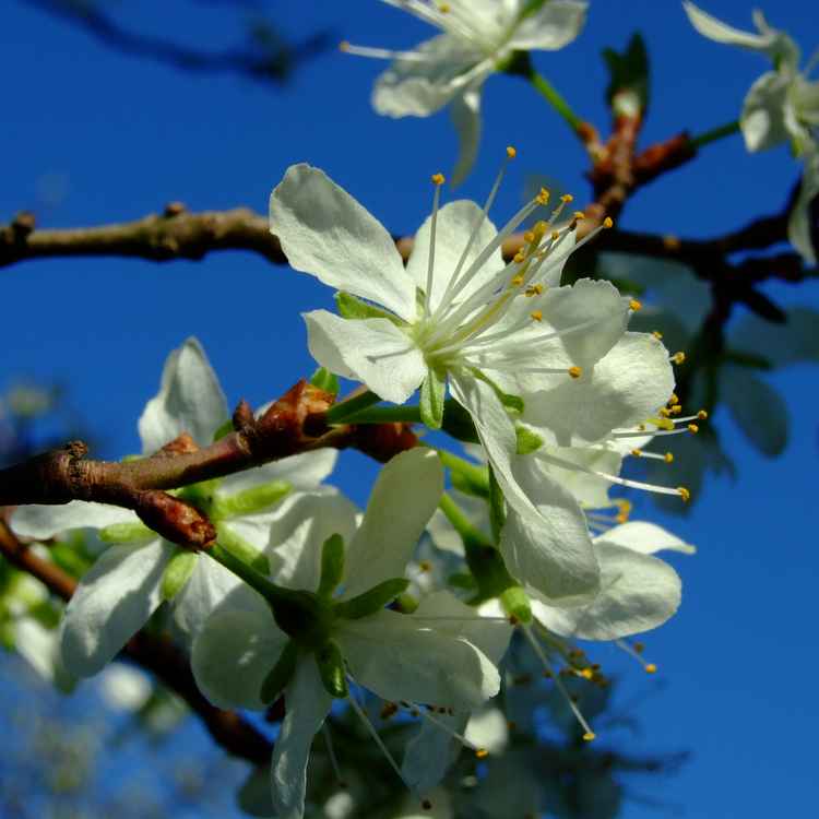 Apfelblüten
