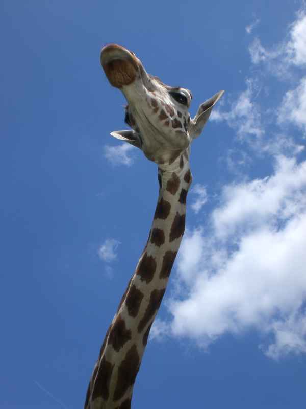  Giraffenhals