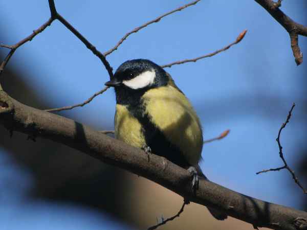 Du hast ja 'ne Meise