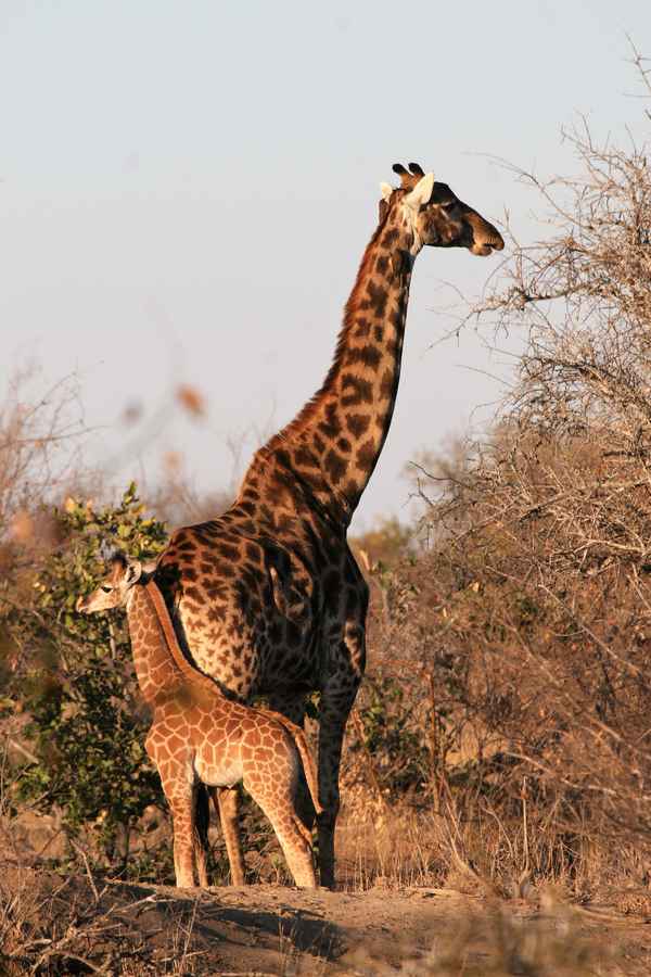 Giraffe mit Kind