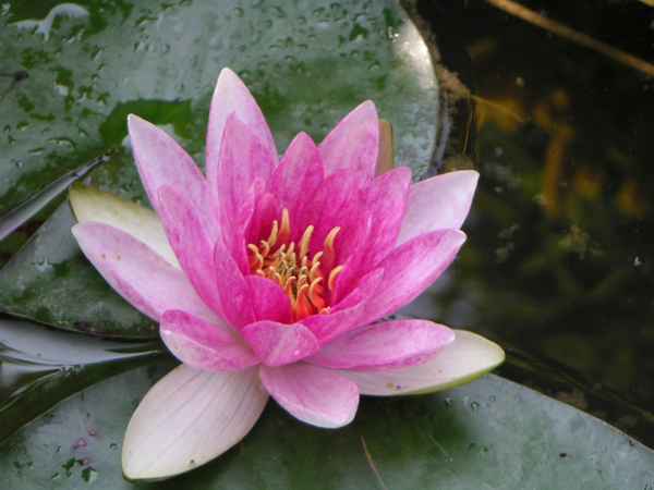 Seerose in Pink mit Passagier