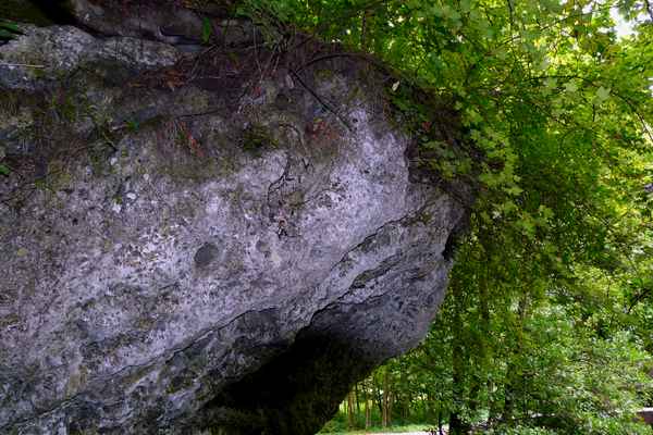 In den Wäldern der Vulkaneifel #8