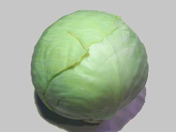 Weißkohl 3