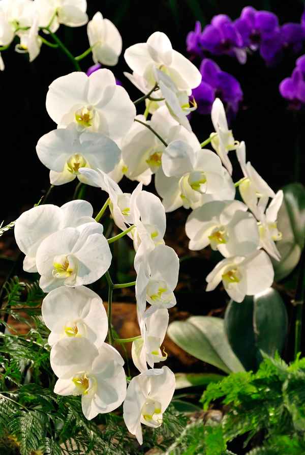Orchideen