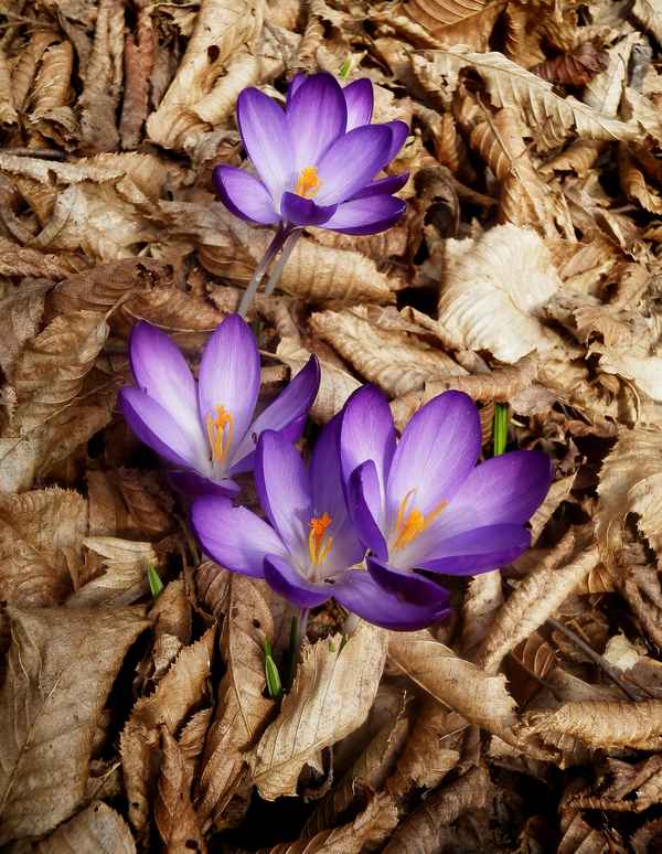 Selten geflammt - aus dem Laub geschaut