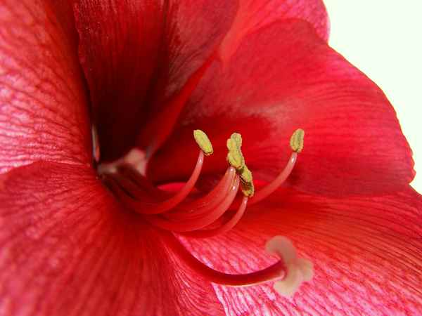 Amaryllis_4