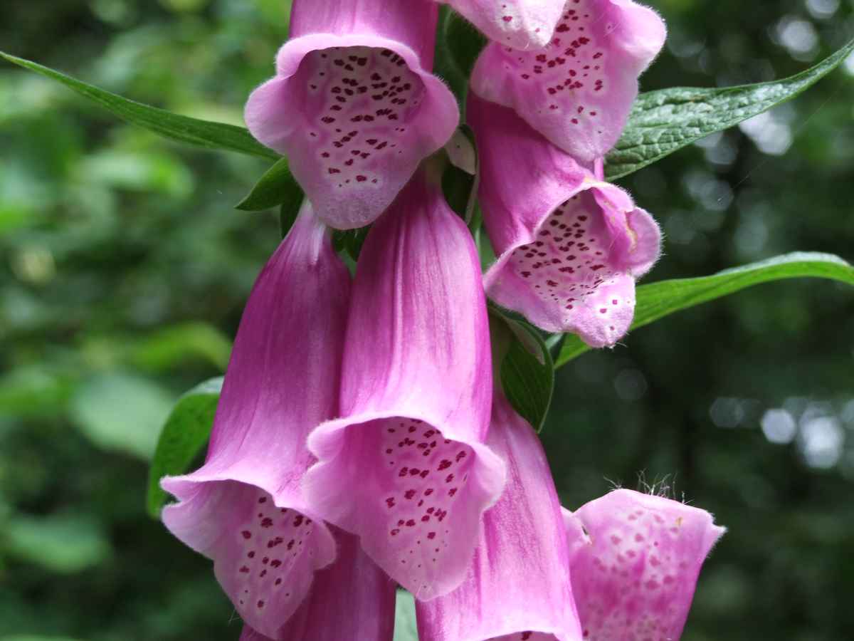Digitalis