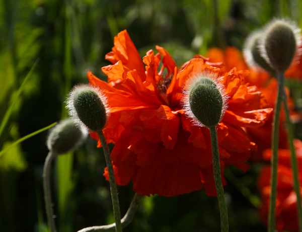 Mohnblumen im Vorgarten