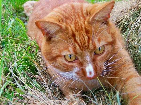 Kater Willy