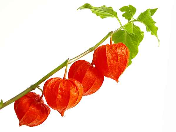 - Kleine rote Lampions -